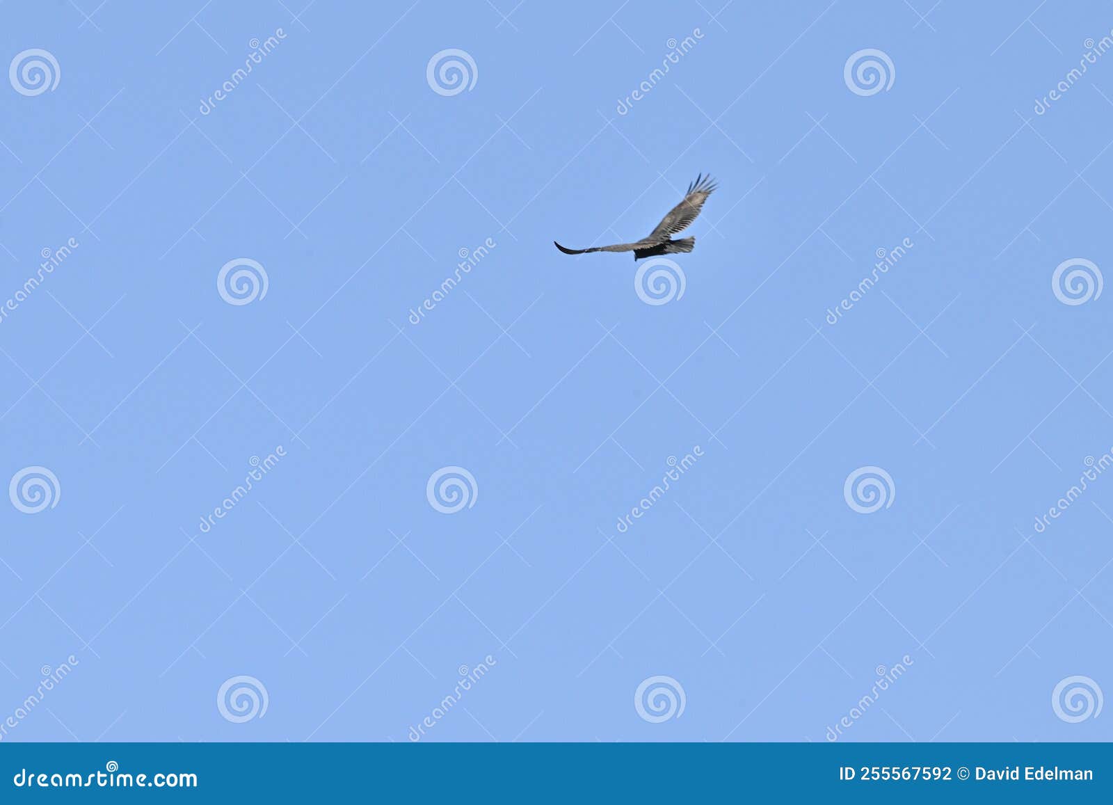 Turkey Vulture Cathartes Aura Against Blue Sky 1 Stock Photo Image of