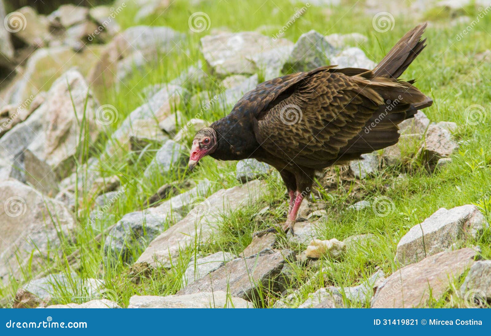 Turkey vulture stock image. Image of buzzard, flying 31419821