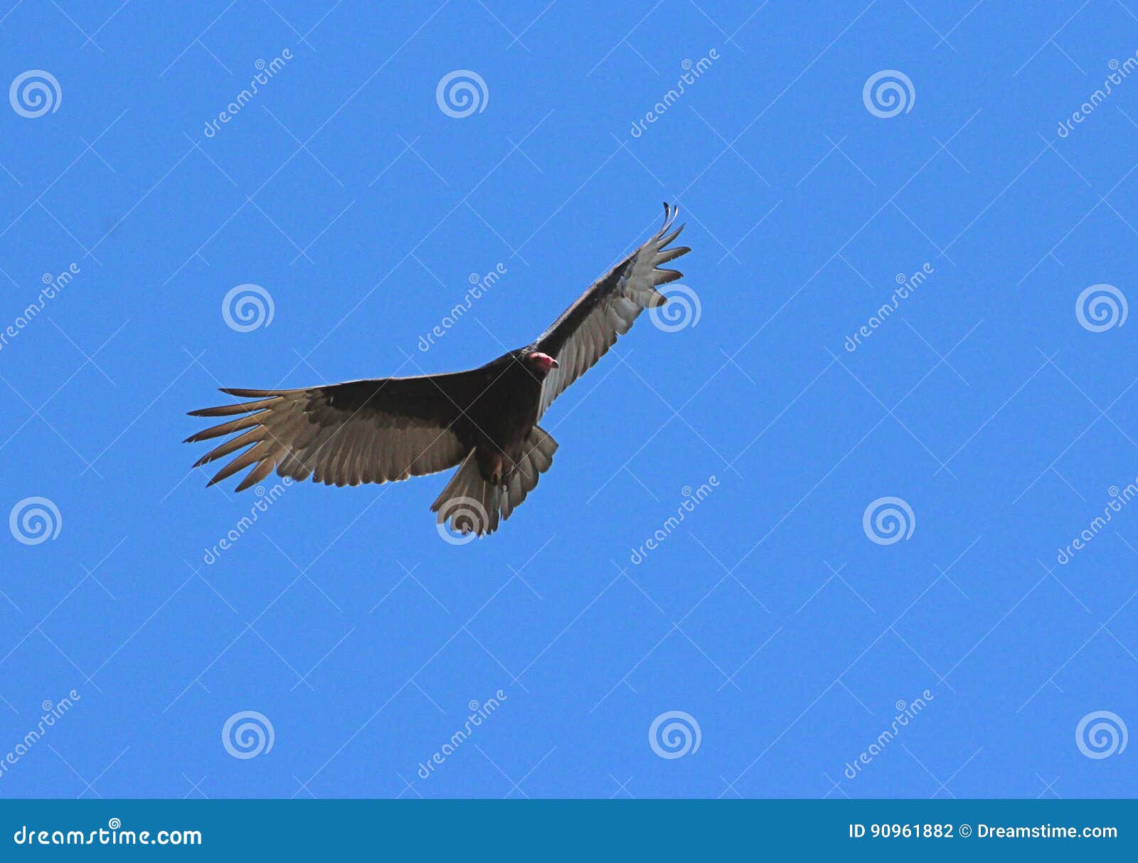 Turkey Vulture stock photo. Image of blue, wings, background 90961882