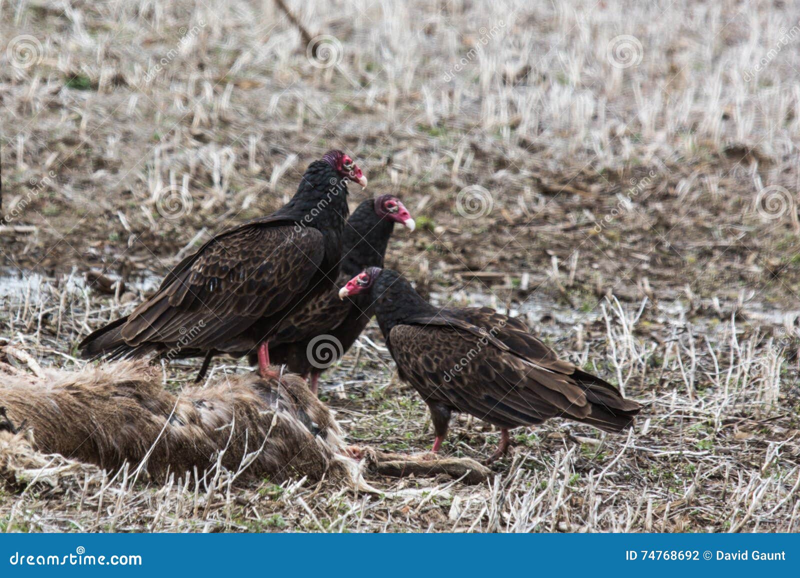 Turkey Vulture stock photo. Image of road, vulture, scavenger 74768692