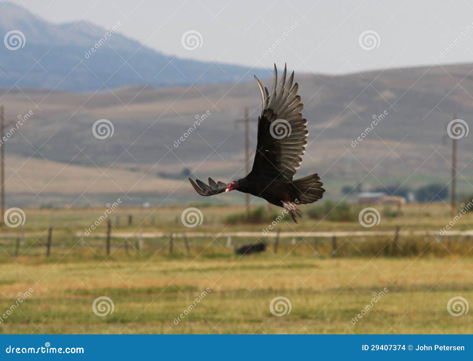 Turkey Vulture in Flight stock photo. Image of feet, wings 29407374