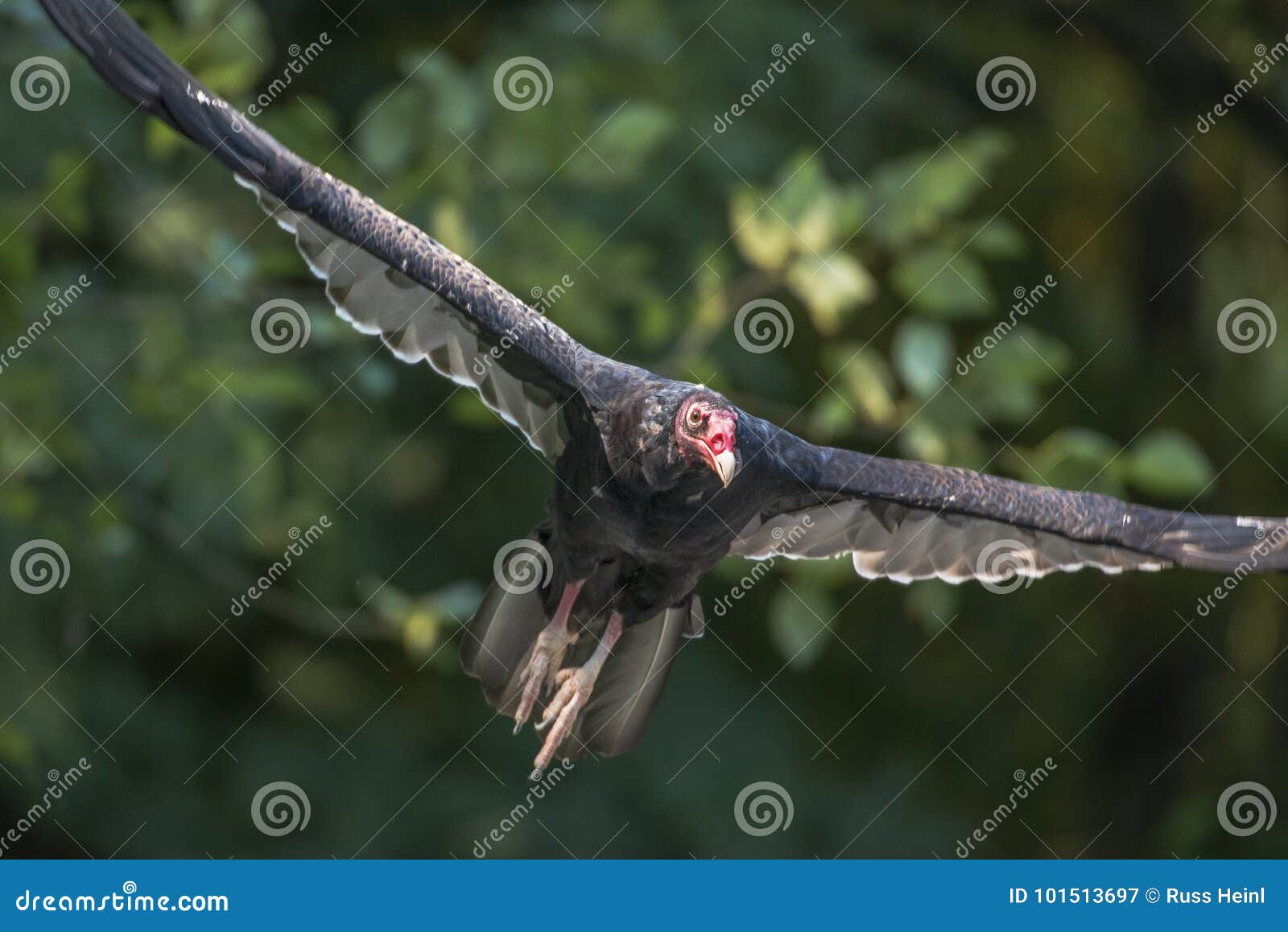 Turkey Vulture in flight stock image. Image of flying 101513697