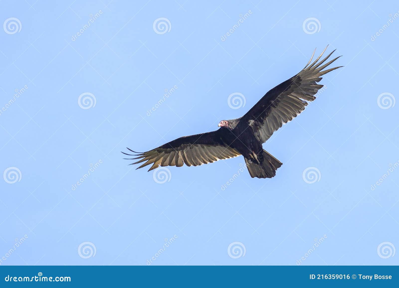 Turkey Vulture in Flight stock photo. Image of feathers 216359016