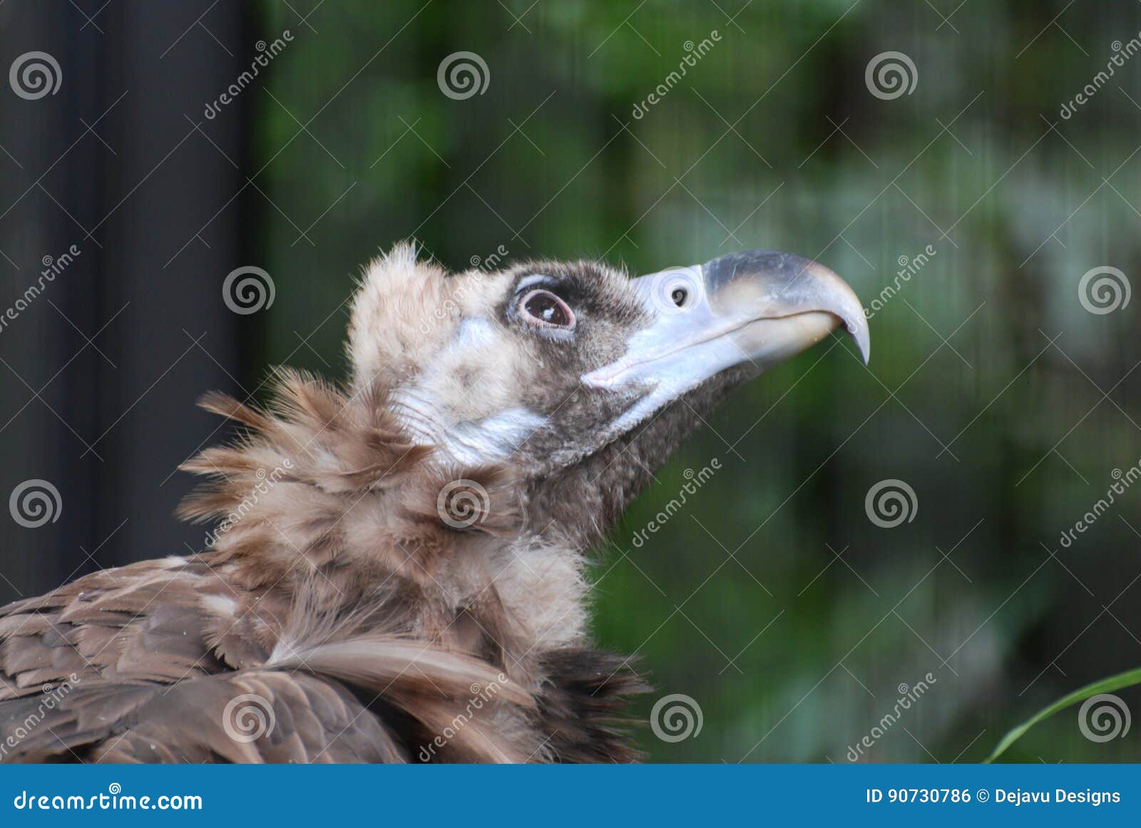Turkey VUlture with a Hooked Beak in the Wild Stock Photo Image of