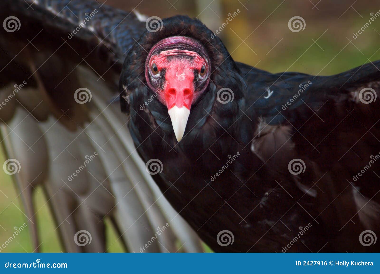 Turkey Vulture Outspread Wings Stock Photo Image of critter
