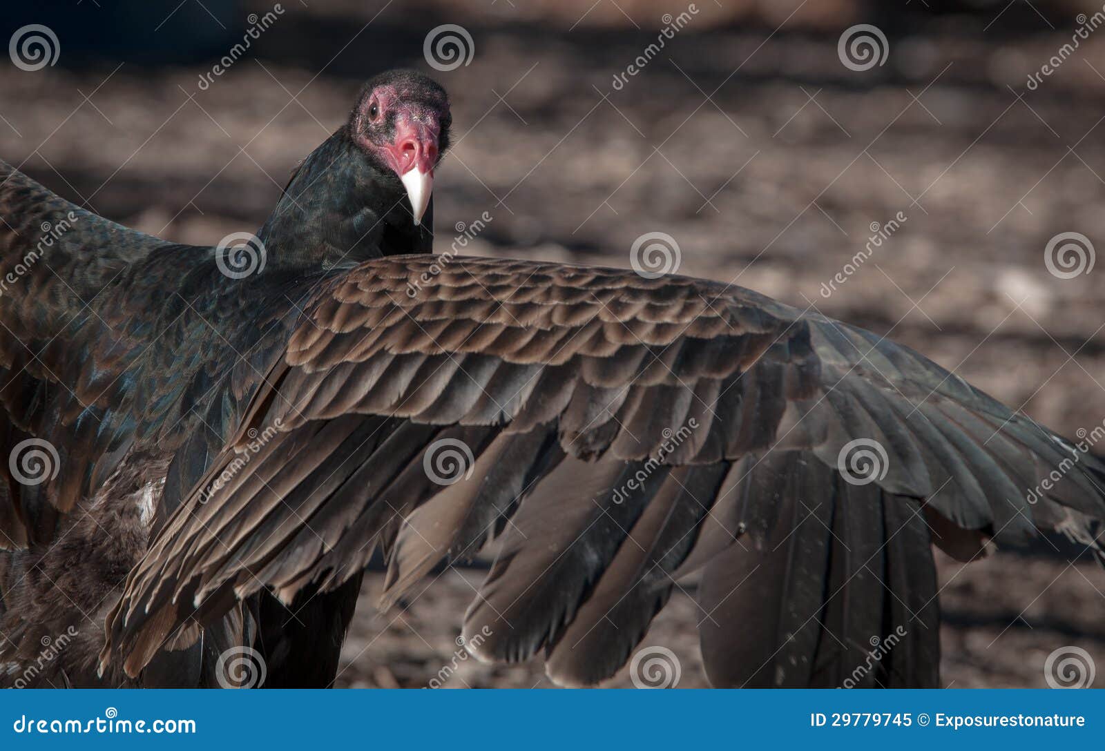 Turkey Vulture Posing stock image. Image of bird, your - 29779745