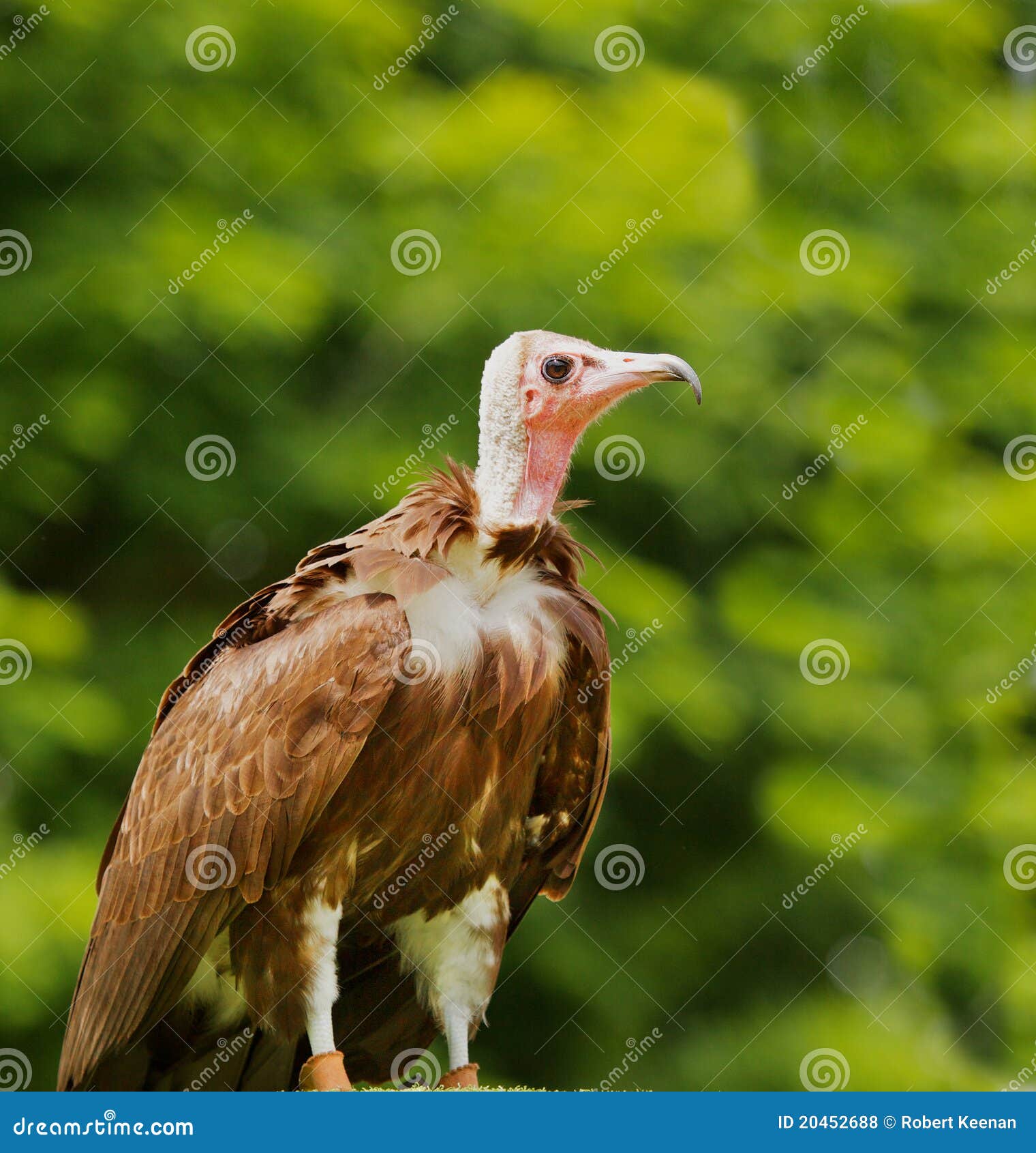 Turkey Vulture Profile stock photo. Image of look, animal 20452688