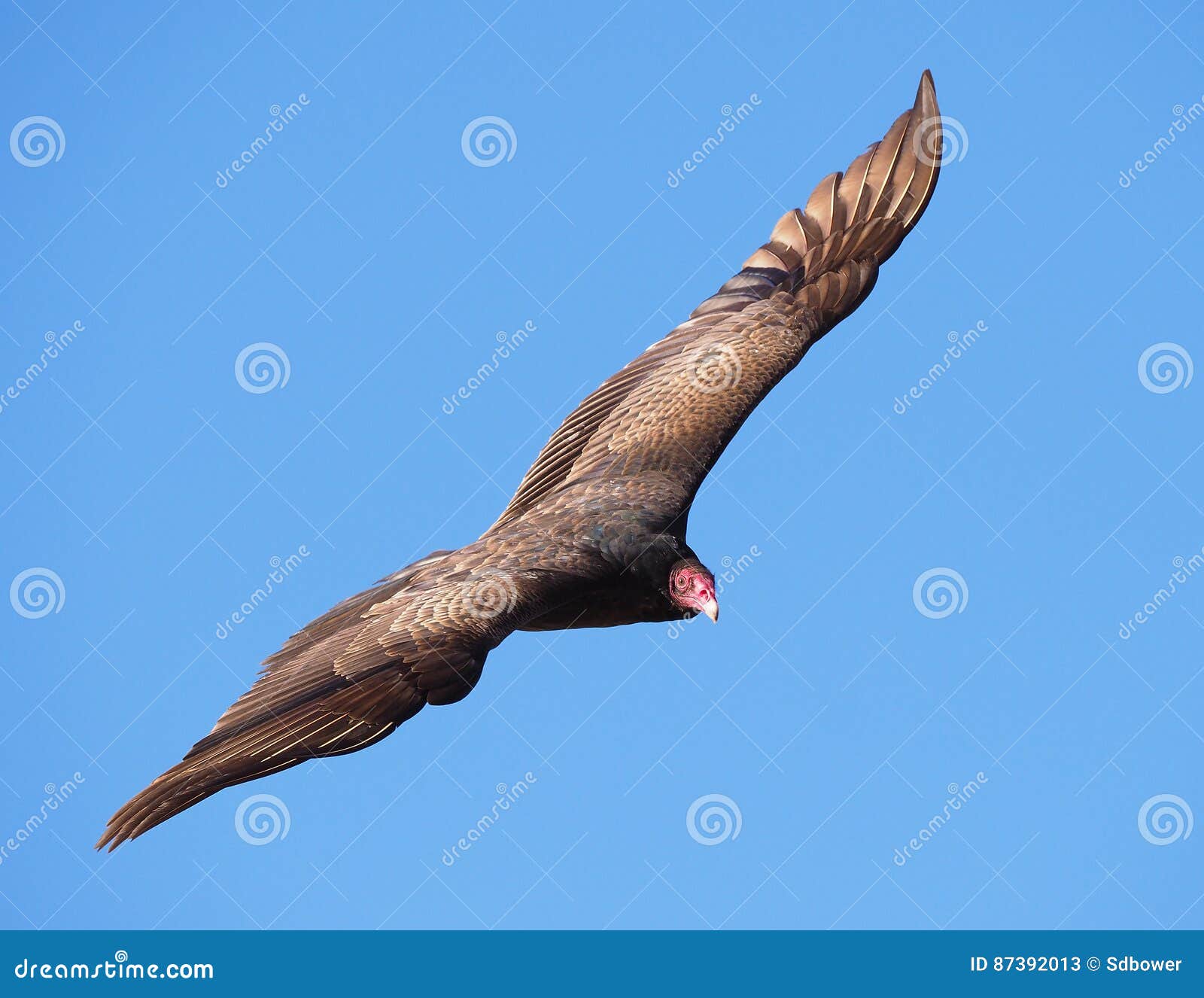 Turkey Vulture Soaring in a Blue Sky Stock Image Image of feathers