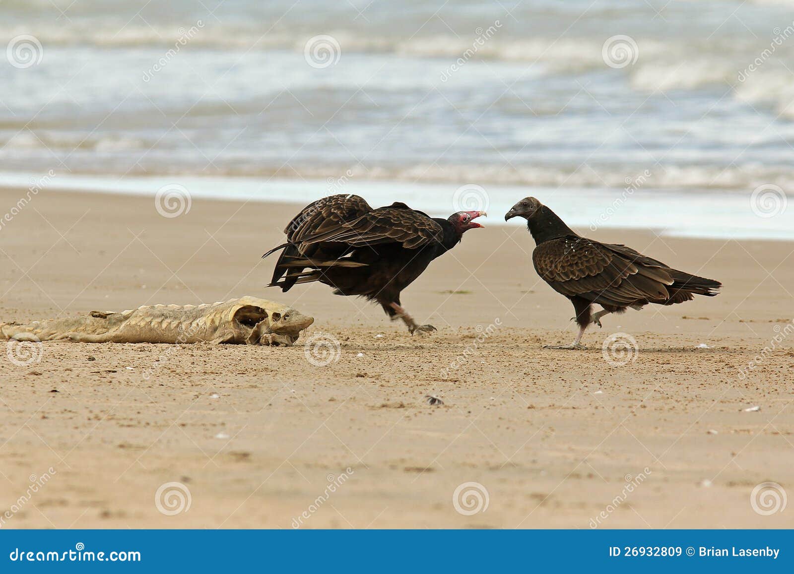 Turkey Vultures Competing for a Dead Lake Sturgeon Stock Image Image