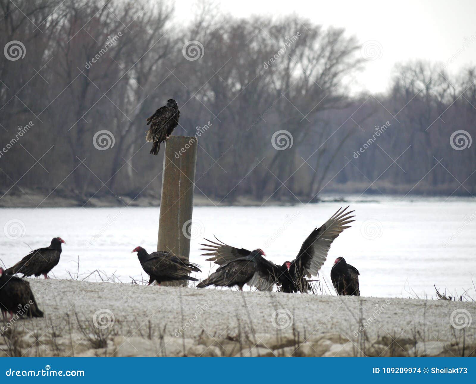 The gathering on the river stock photo. Image of fellow 109209974