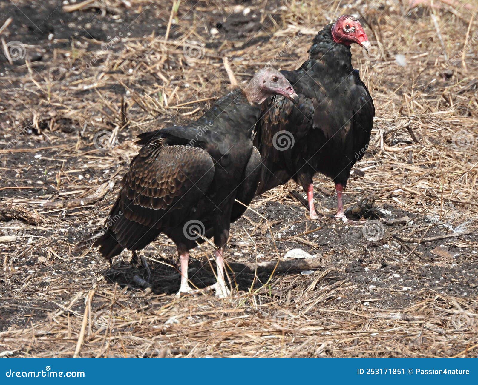 Turkey Vulture And Juvenile Standing In An Agricultural Field Stock