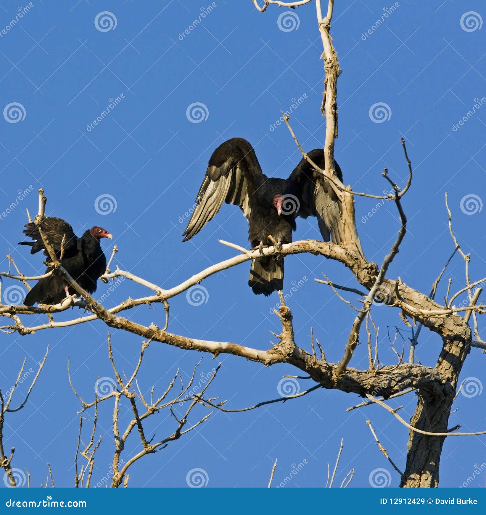 Turkey Vultures roosting stock image. Image of dead, alpine 12912429