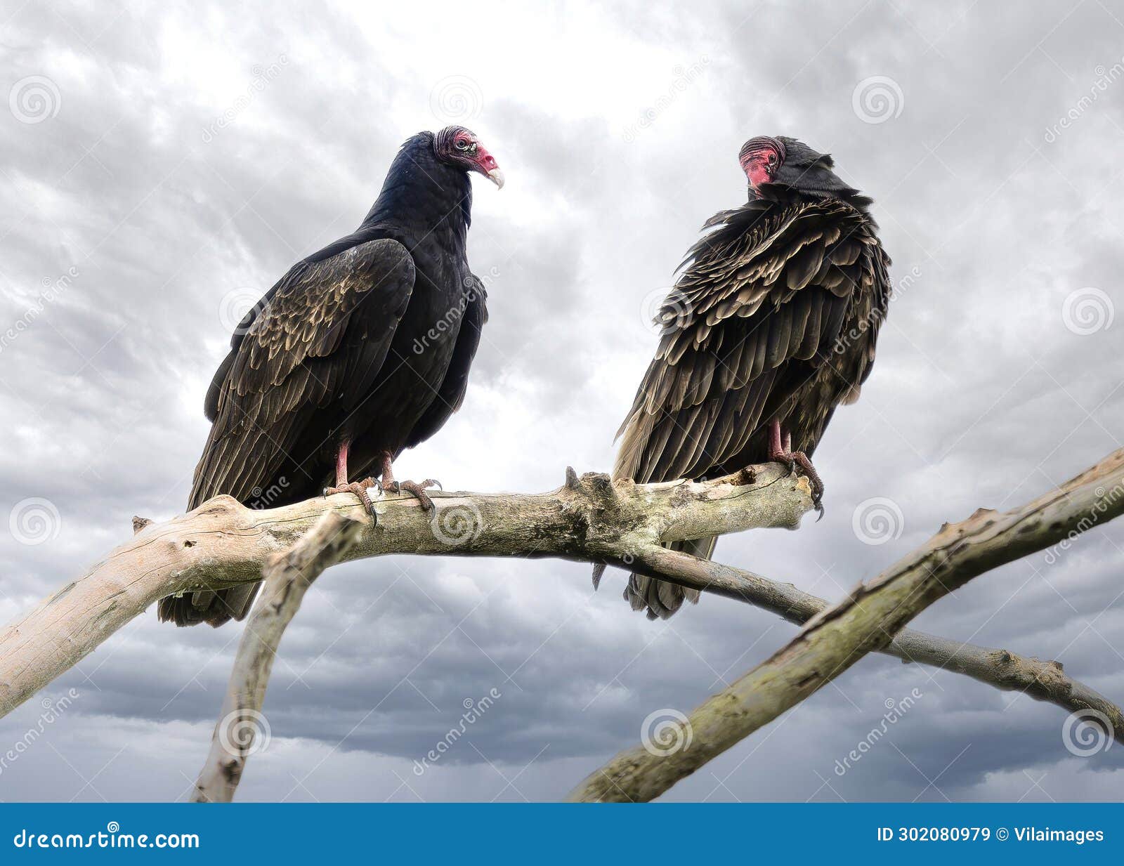 Turkey Vultures Standing on a Tree Branch. Stock Image Image of