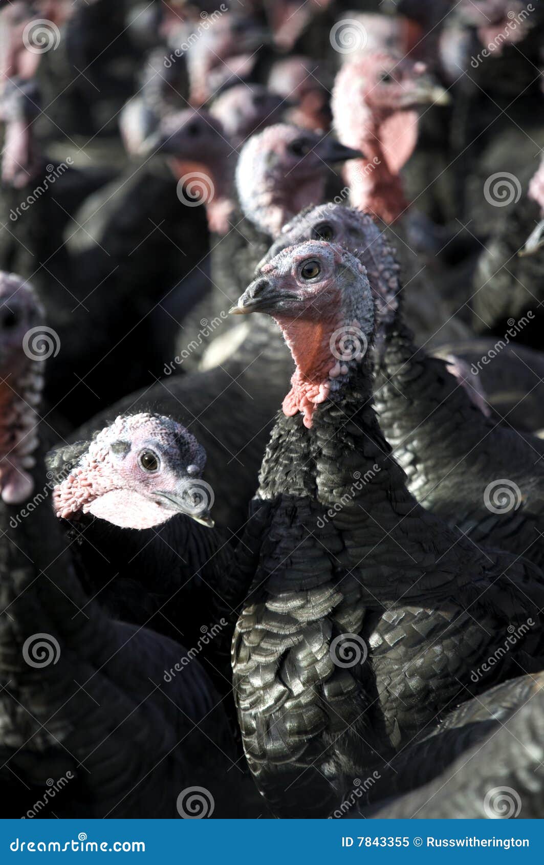 turkeys