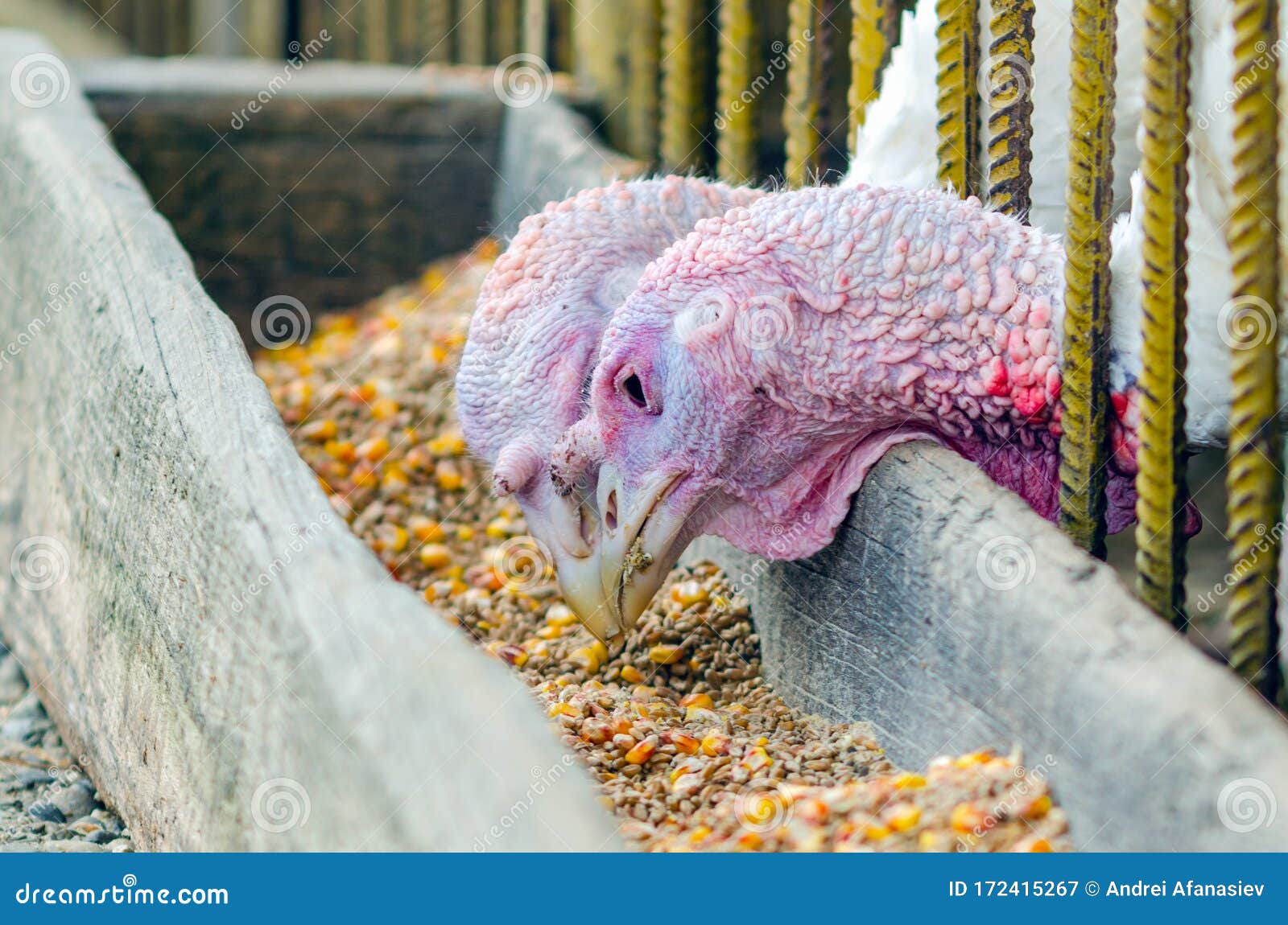 Turkeys Eat Grain in a Poultry Farm Stock Image Image of animal, farm