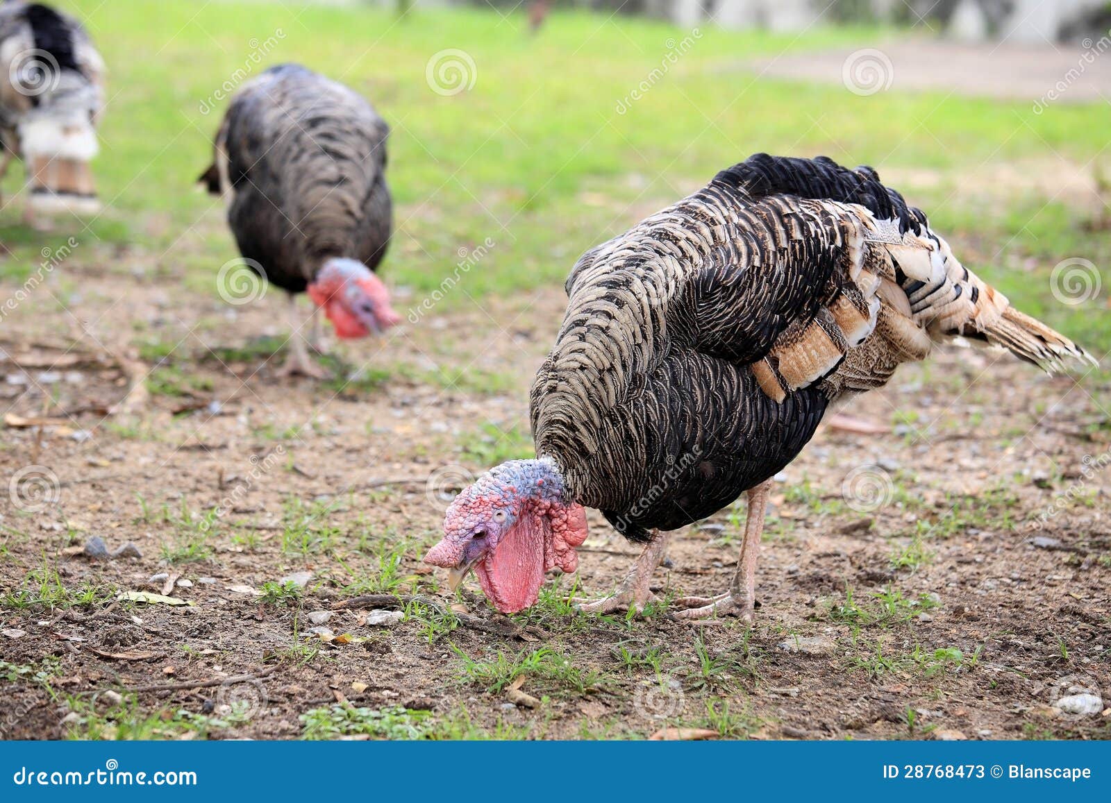 Turkeys eating on farmland stock image. Image of farmland 28768473
