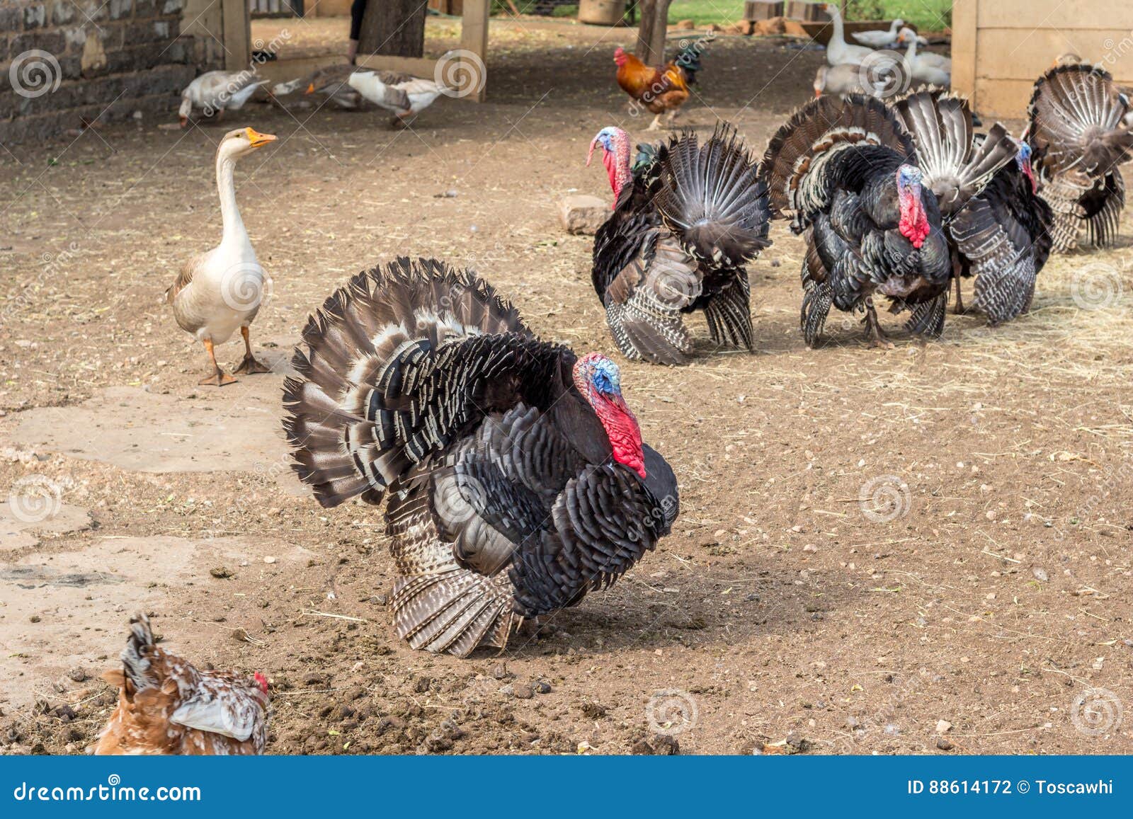 Turkeys in farm yard stock photo. Image of friends, ranch 88614172