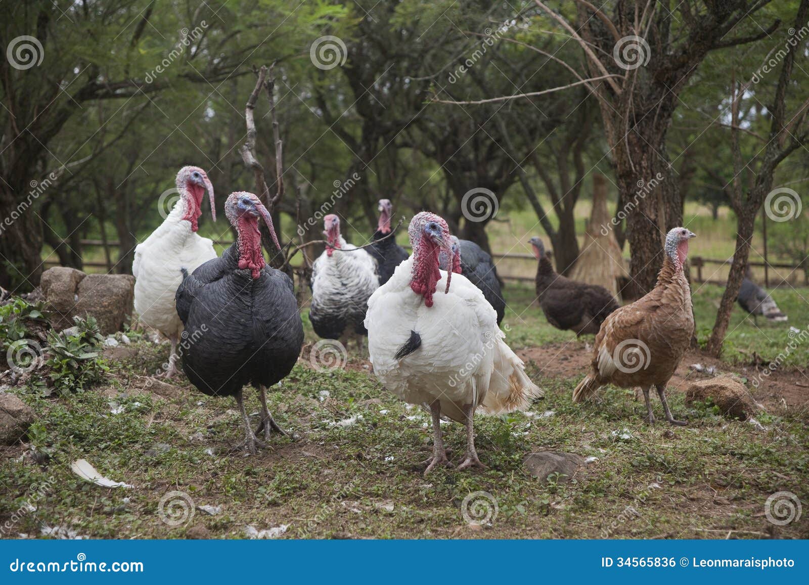 Farm Turkeys stock photo. Image of livestock, farm, agriculture 34565836