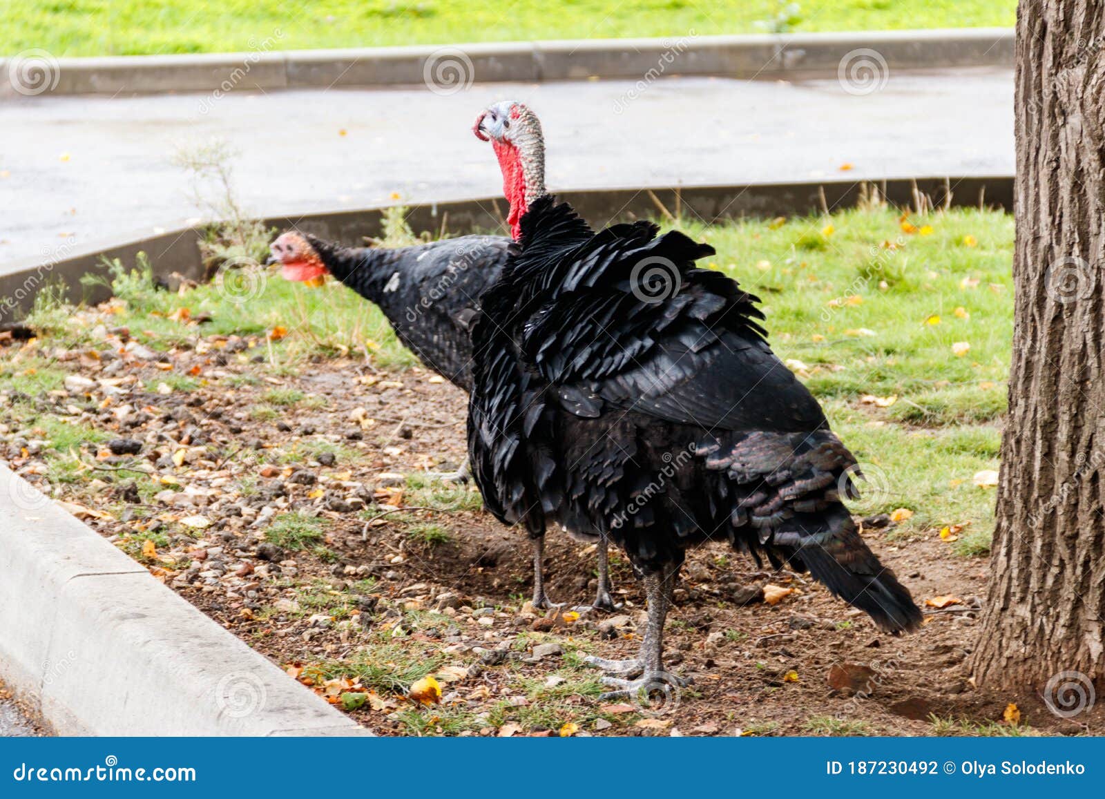 Turkeys on the Poultry Yard in Farm Stock Photo Image of domestic