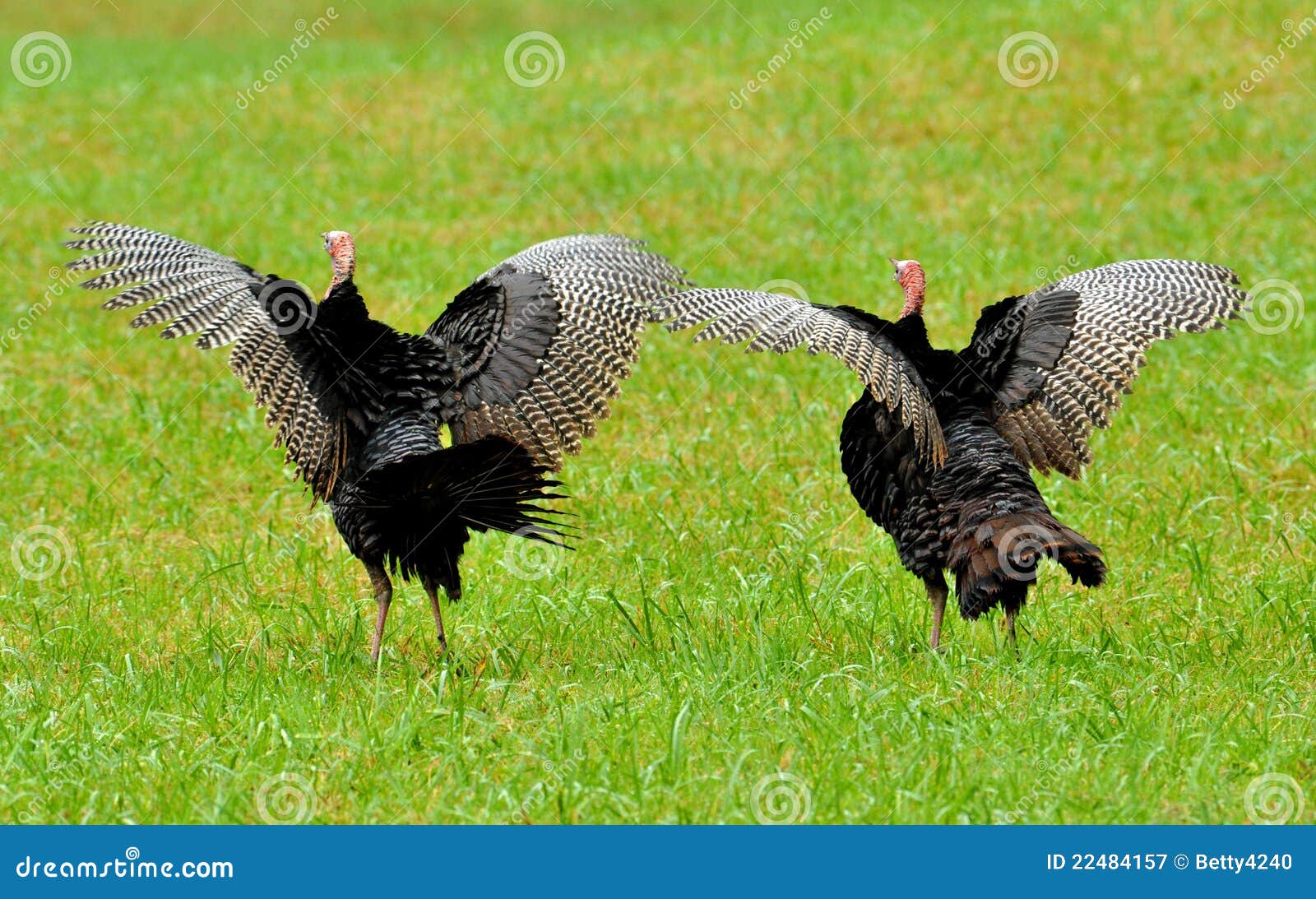 turkeys spreading their feathers and strutting