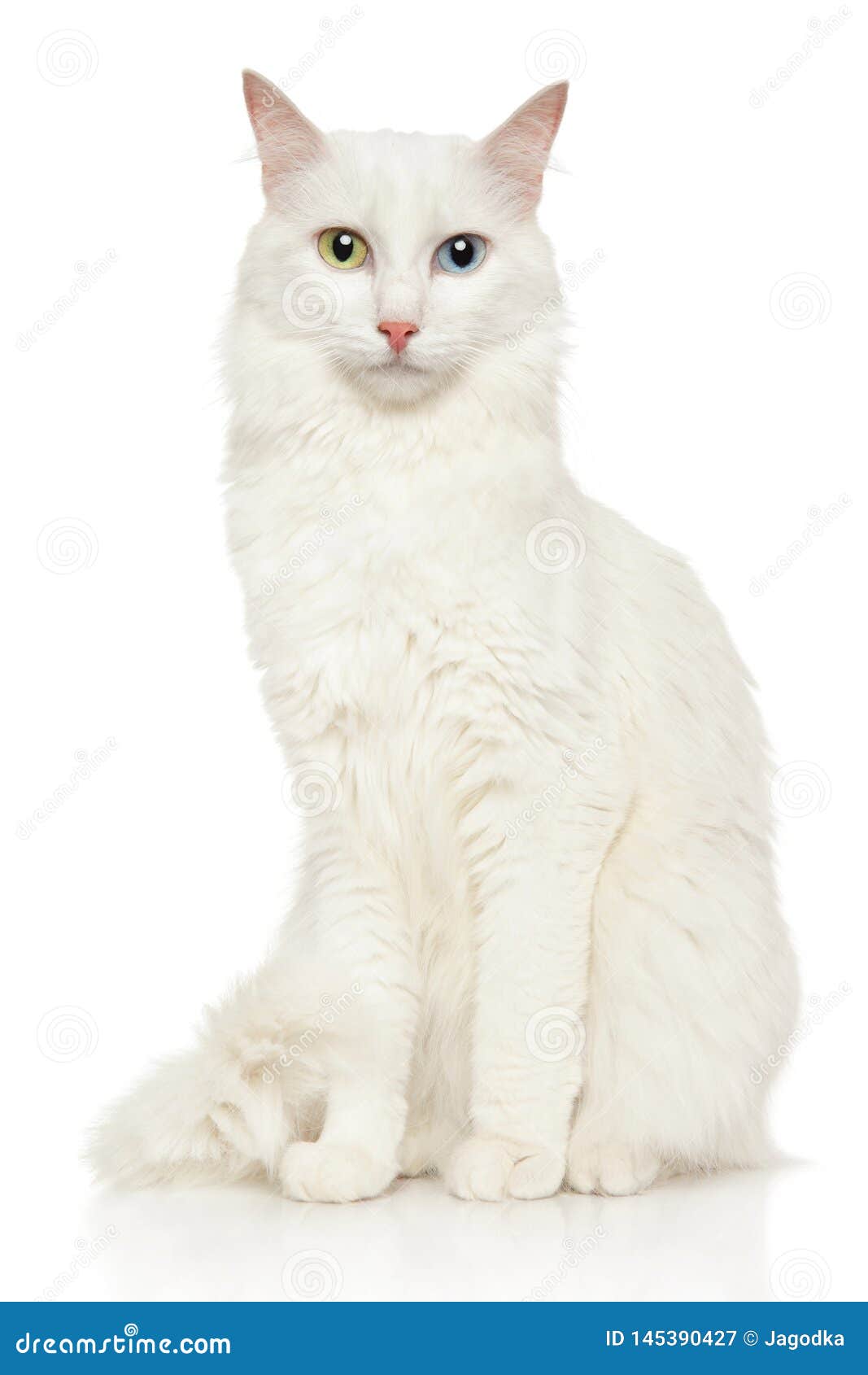 turkish angora cat on a white background