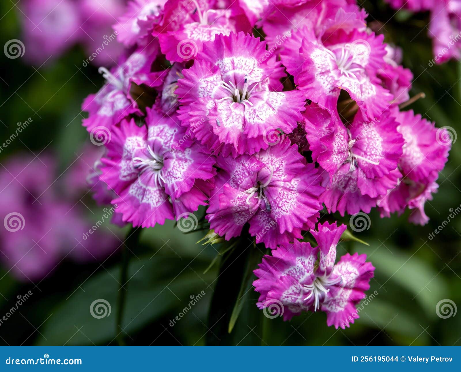 Turkish Carnation Flowers on a Blurred Background Stock Photo Image
