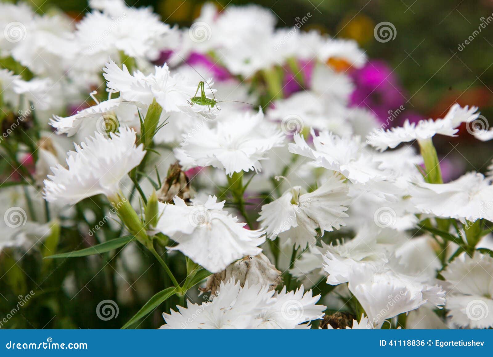 Turkish Carnation White Flowers Stock Photo Image of blooming, flora
