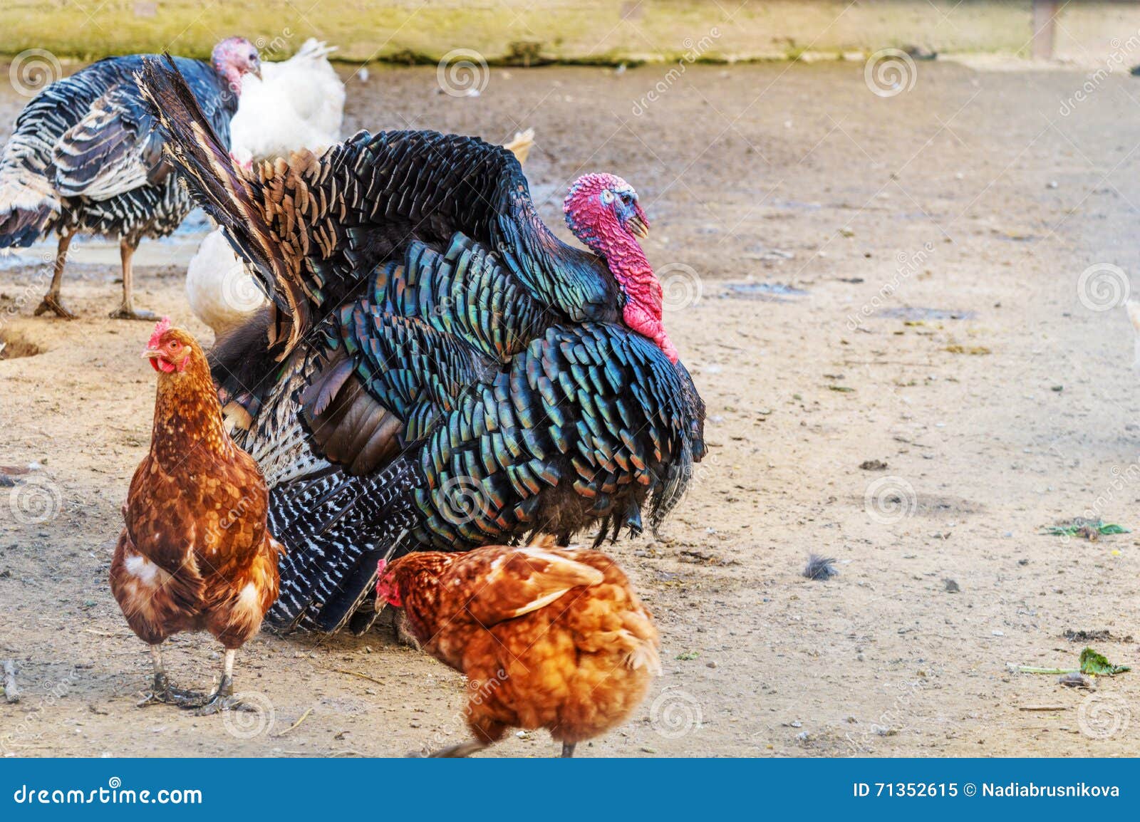Turkish chicken stock image. Image of kuropatkin, turkey - 71352615