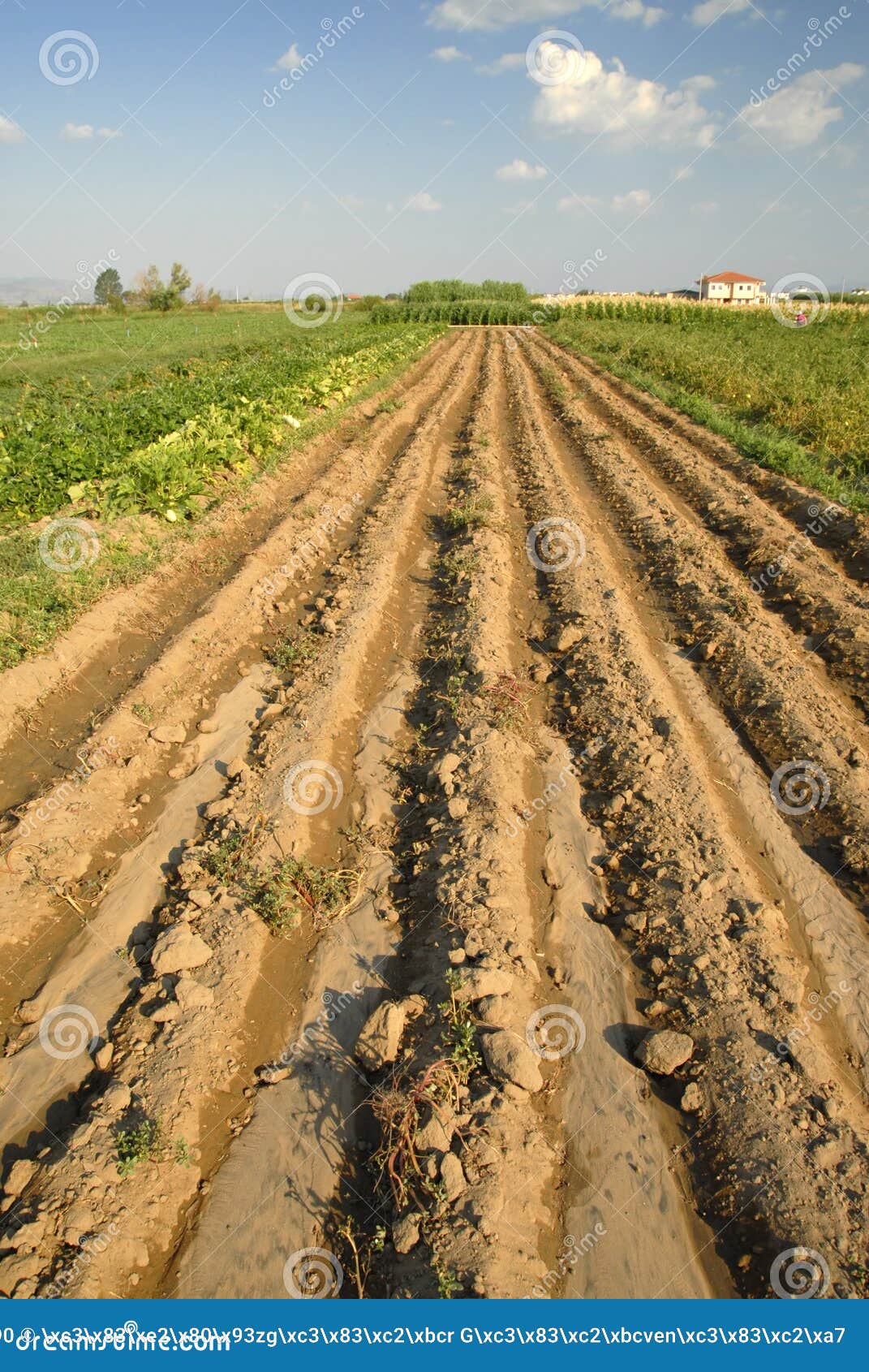 Turkish Farm stock photo. Image of fertile, farming, landscape 15373890
