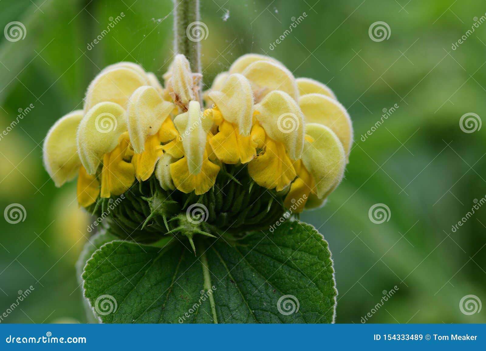 Turkish Sage Phlomis Russeliana Stock Image Image of inflorescence