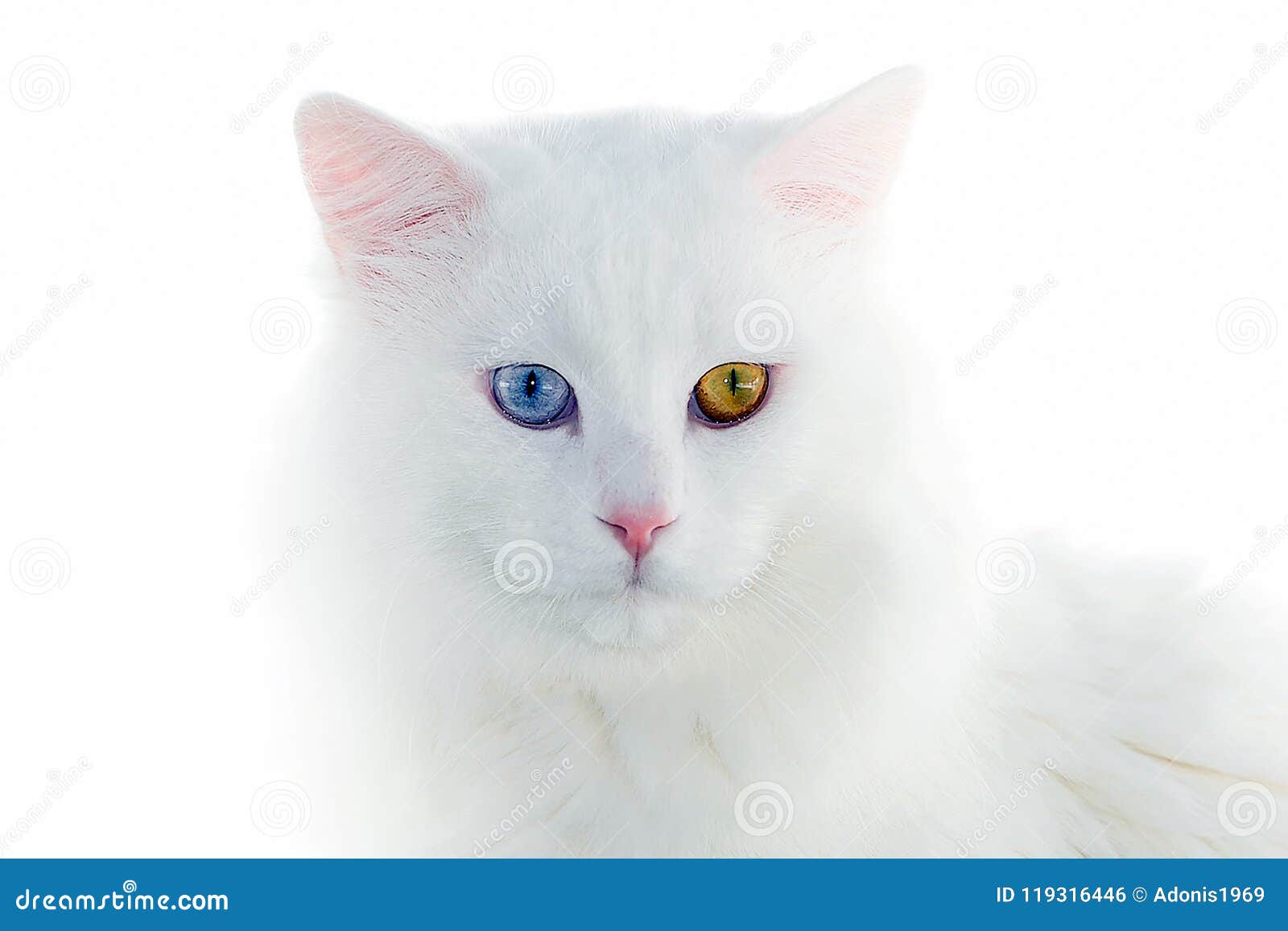 Turkish Van Cat Portrait Stock Photo Image Of Tone 119316446