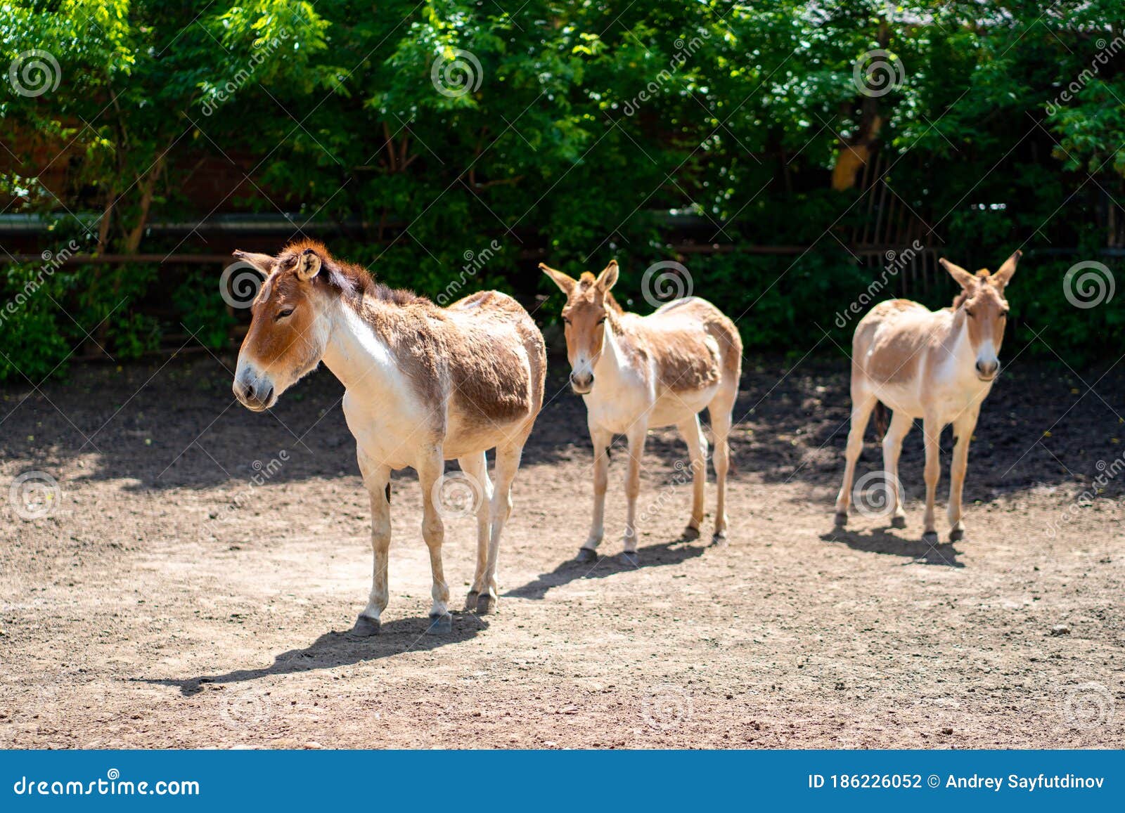 Turkmen Kulan. Cloven-hoofed Animals in Zoo. Observation of Wild Animals Stock Photo - Image of onager, mammal: 186226052 Turkmen Kulan. Cloven-hoofed Animals in Zoo. Observation of Wild Animals Stock Photo - Image of onager, mammal: 186226052