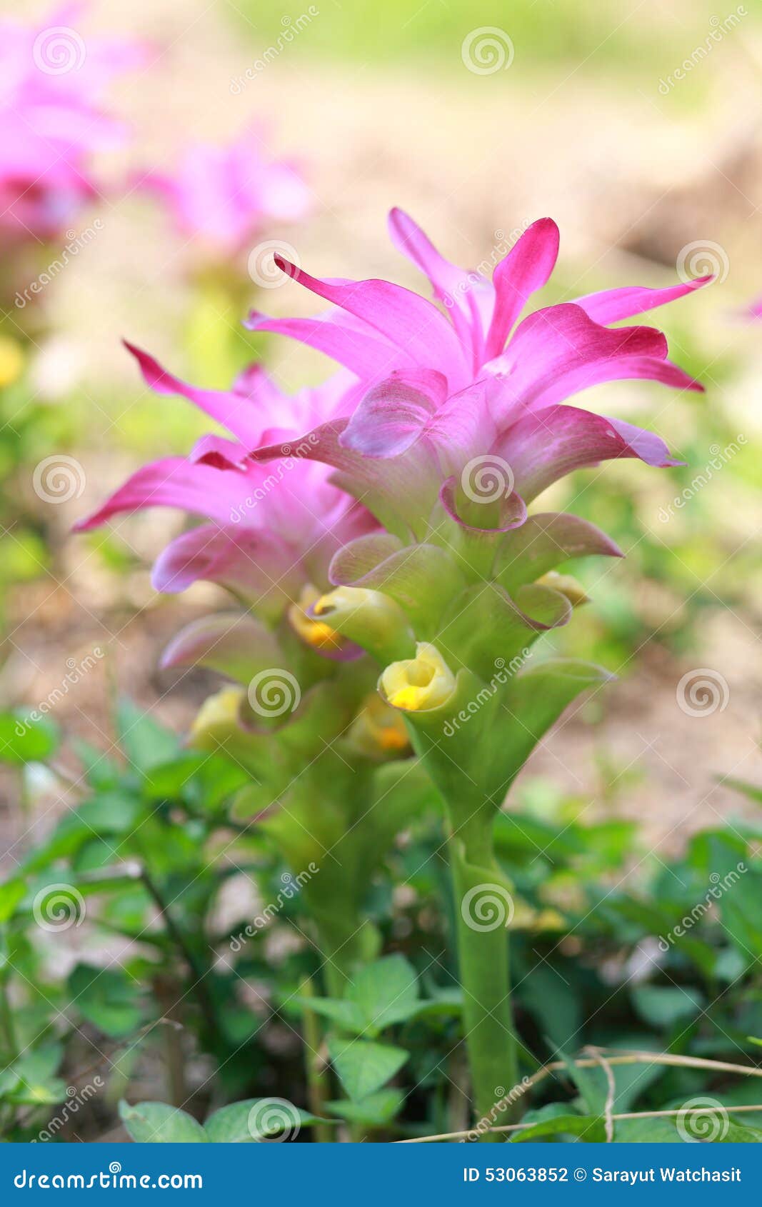Turmeric flower stock photo. Image of temperatures, annually - 53063852