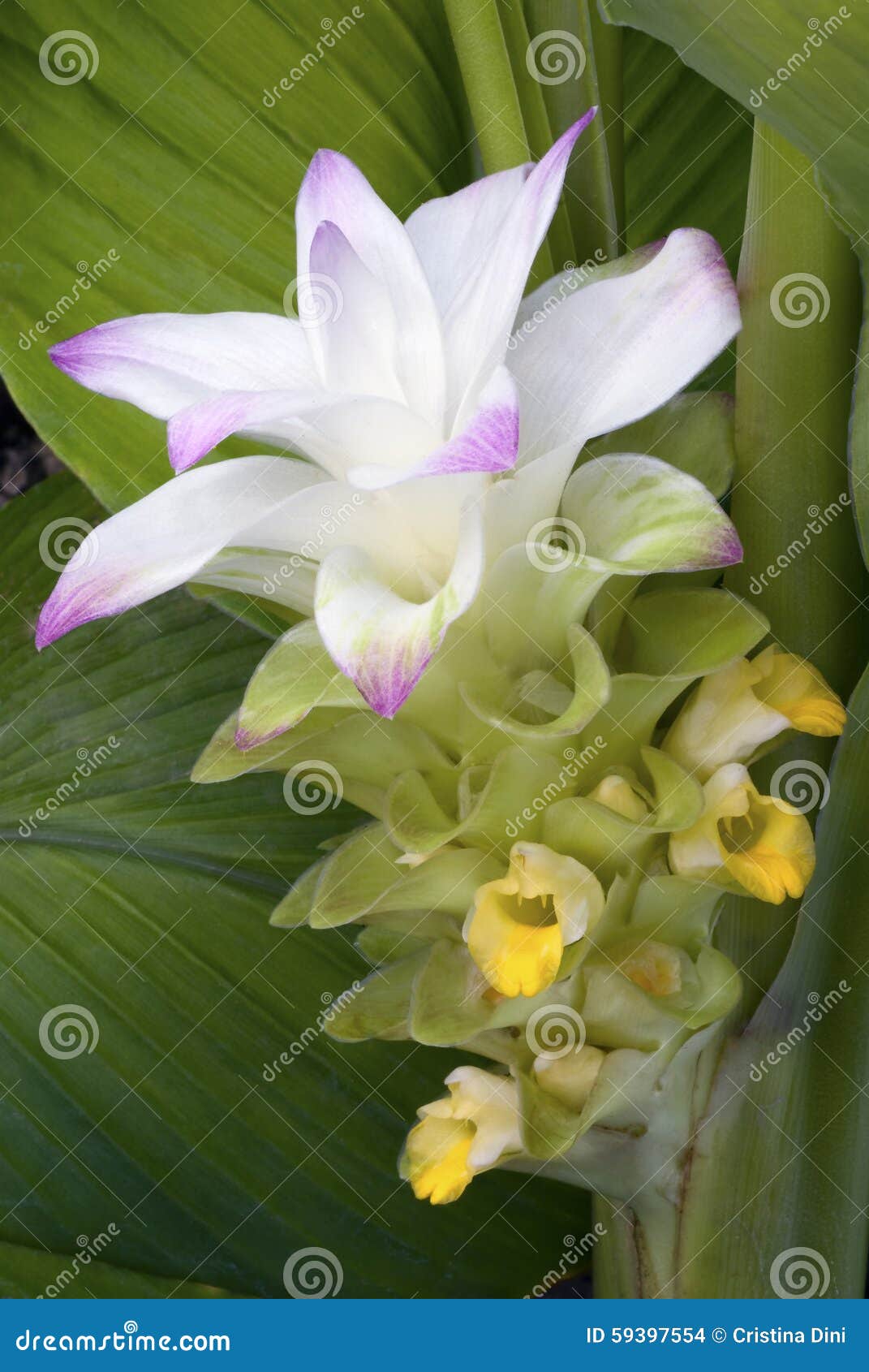 Turmeric Flower (Curcuma Longa) Stock Photo - Image of oriental, spicy:  59397554