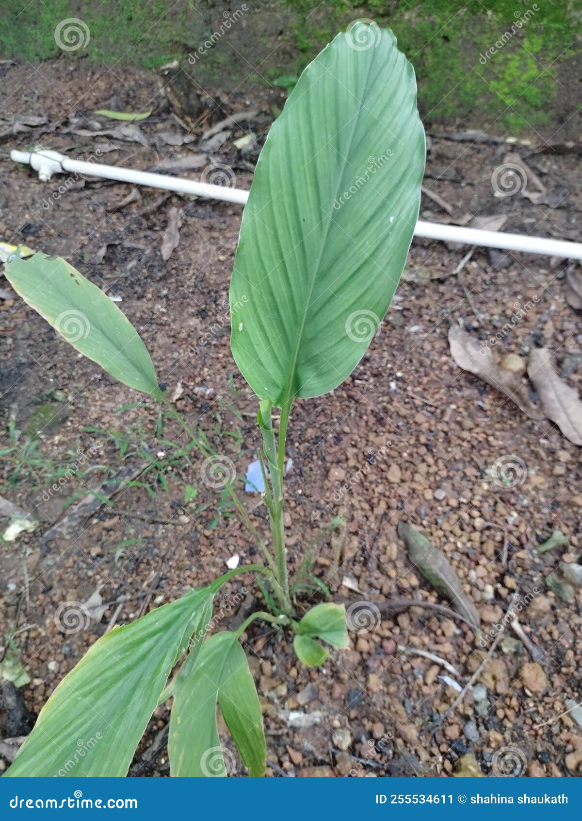 Turmeric leaf stock image. Image of medicinal, leaf 255534611