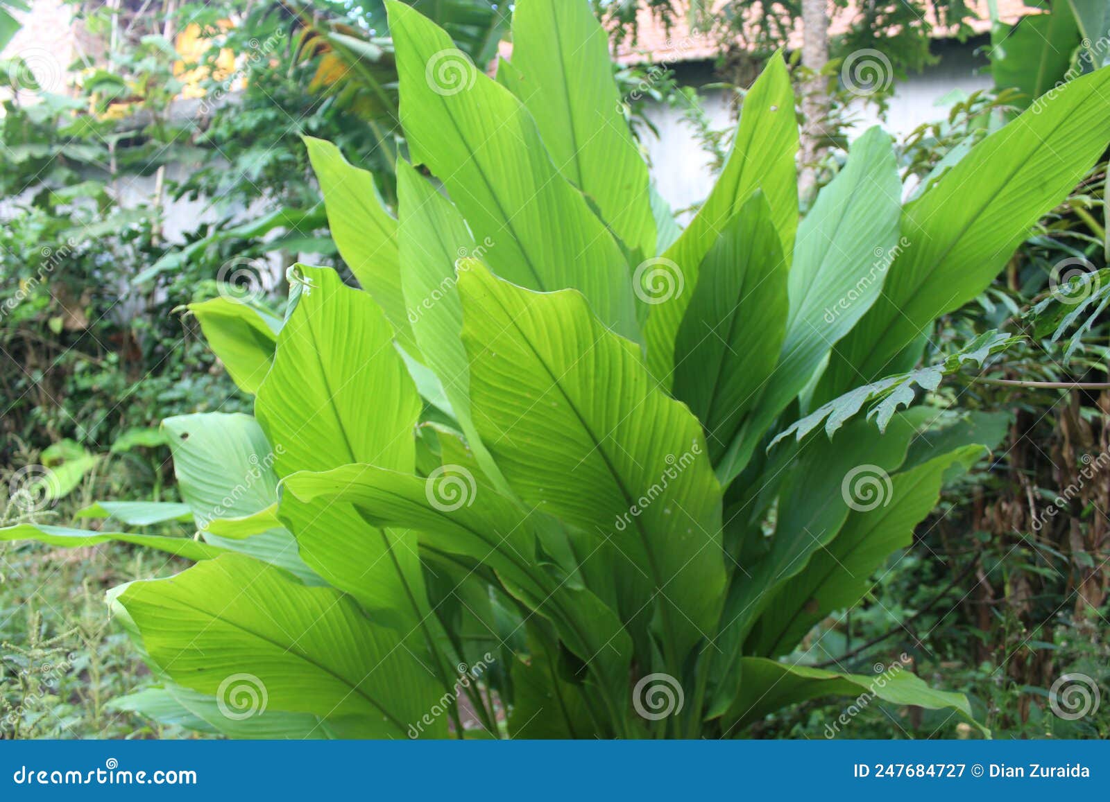 Turmeric Plant Vector Frame Royalty Free SVG, Cliparts, Vectors, and Stock  Illustration. Image 99387376.