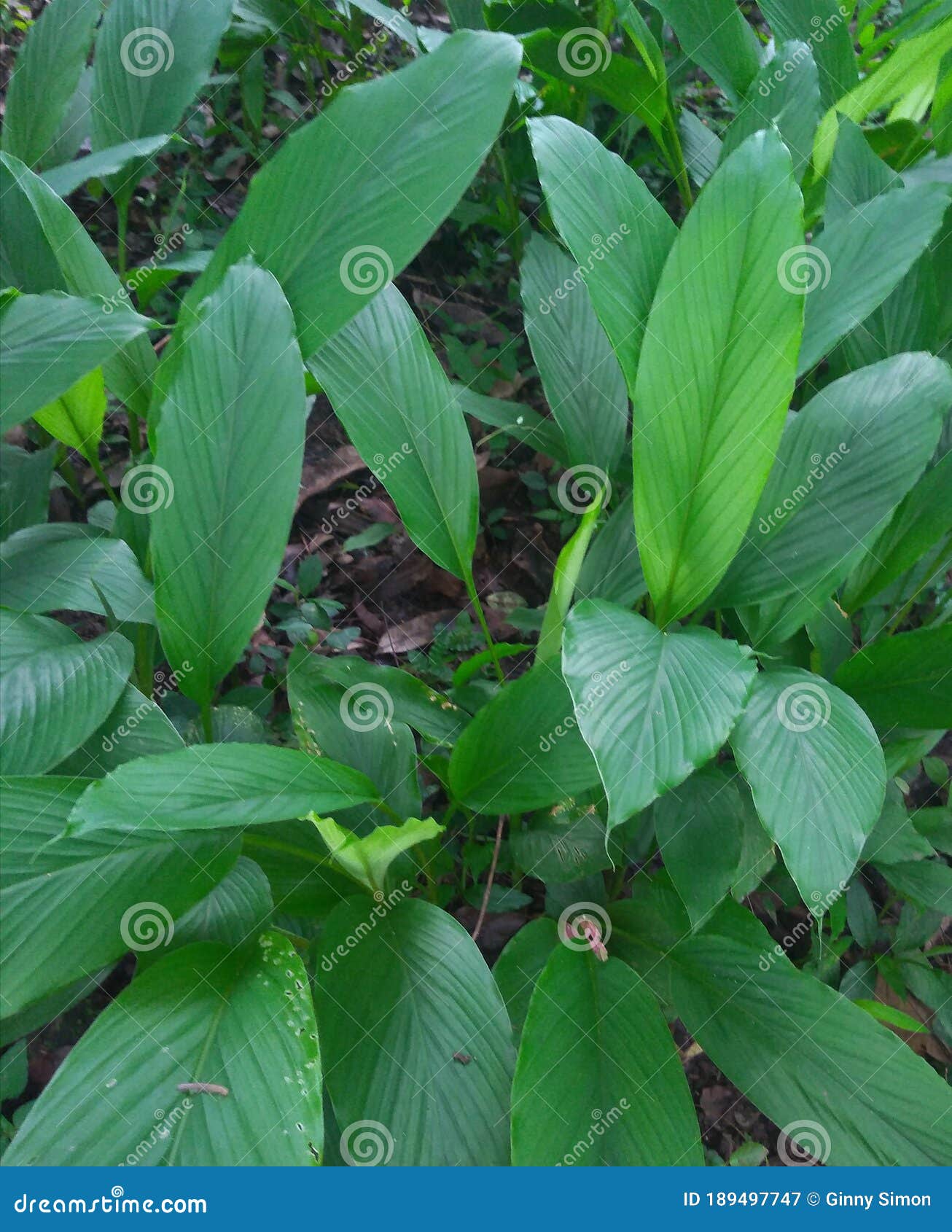 Turmeric Plant Green Color Leaves Stock Image Image of turmeric
