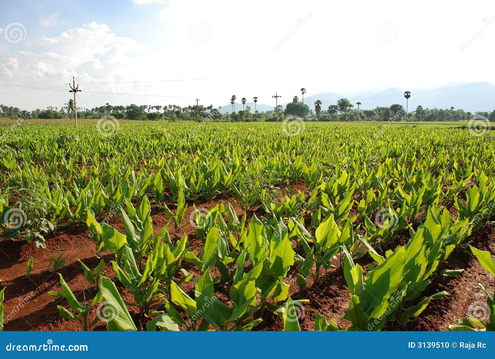 Turmeric plants stock photo. Image of food, diet, leaves 3139510