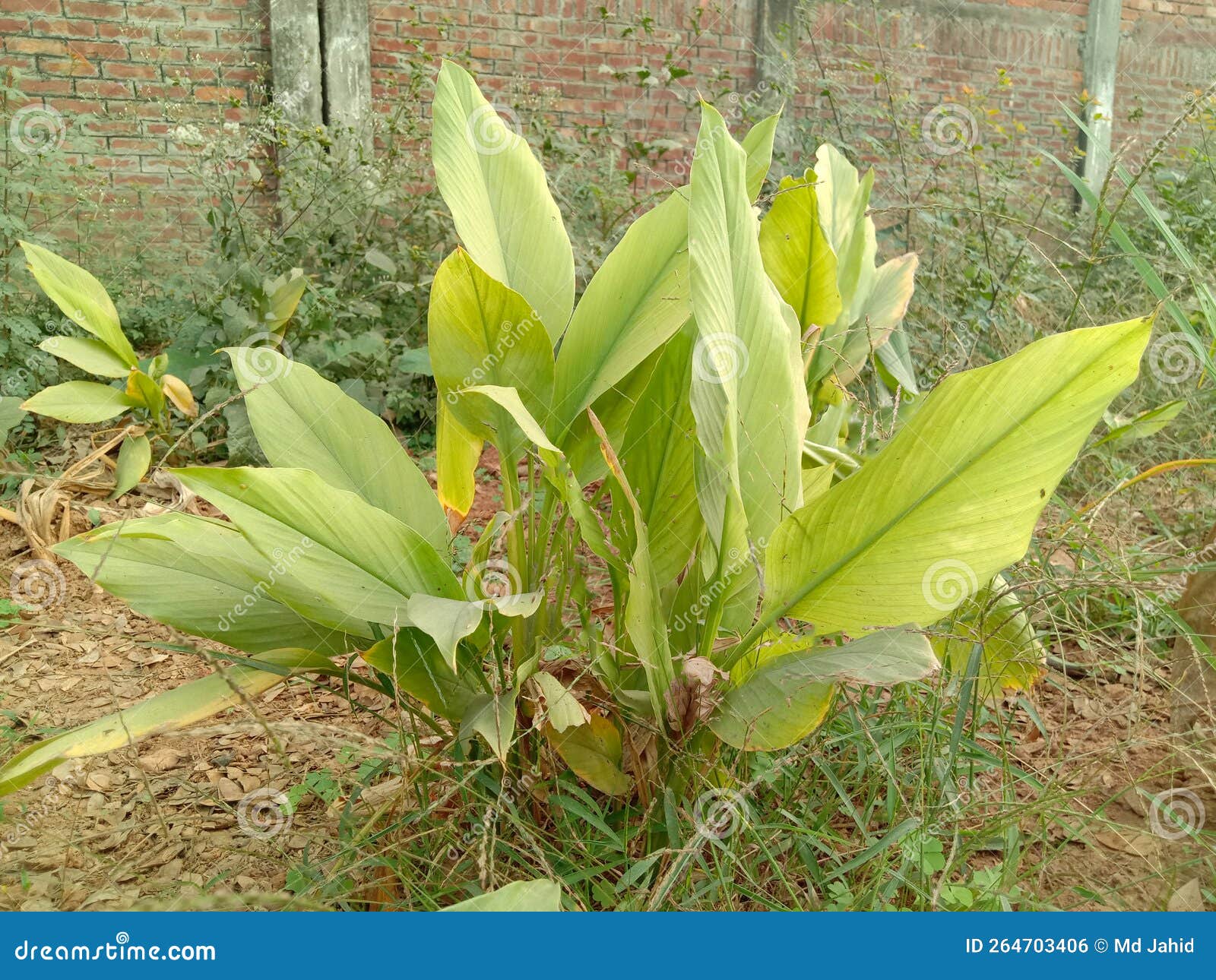 Turmeric Tree on Farm for Harvest Stock Photo Image of field, indian