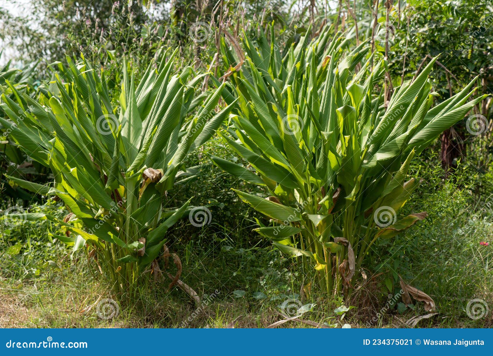 Turmeric Trees on Nature Background Stock Image Image of vegetable