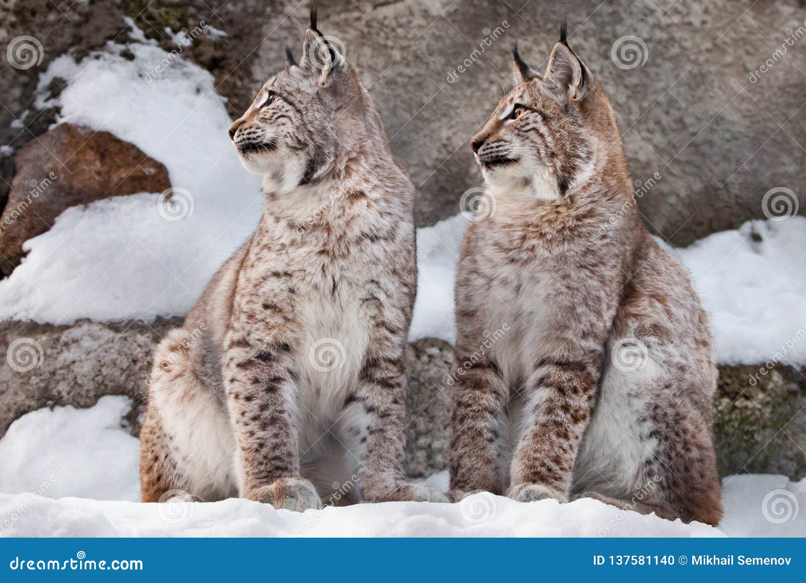 Turned Around Together. Two Lynxes in the Snow in Winter, Friendly Couple;  Slender and Beautiful Animals are Very Similar To Each Stock Photo - Image  of friends, europe: 137581140