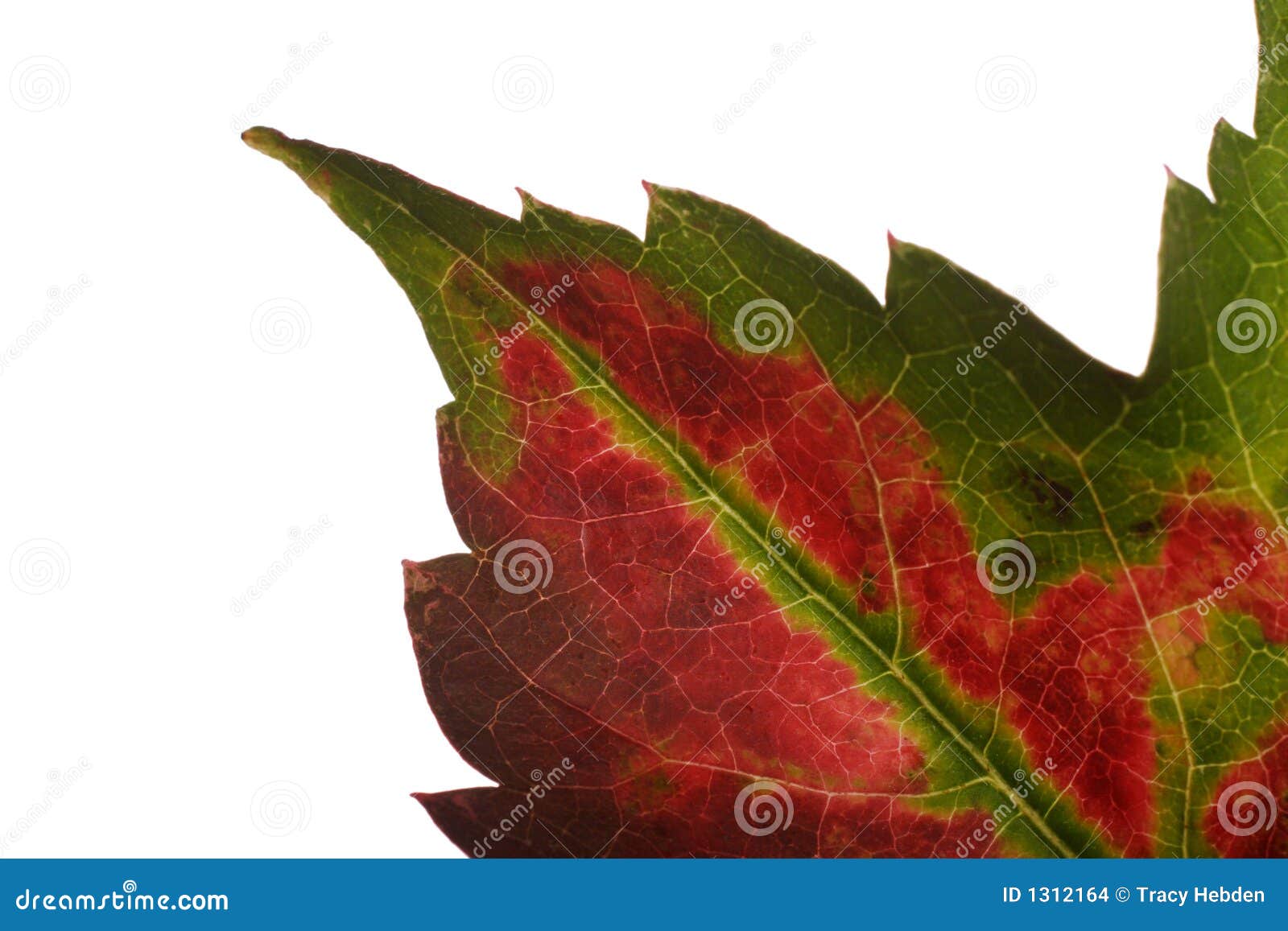 Turning leaf stock photo. Image of flora, science, green 1312164