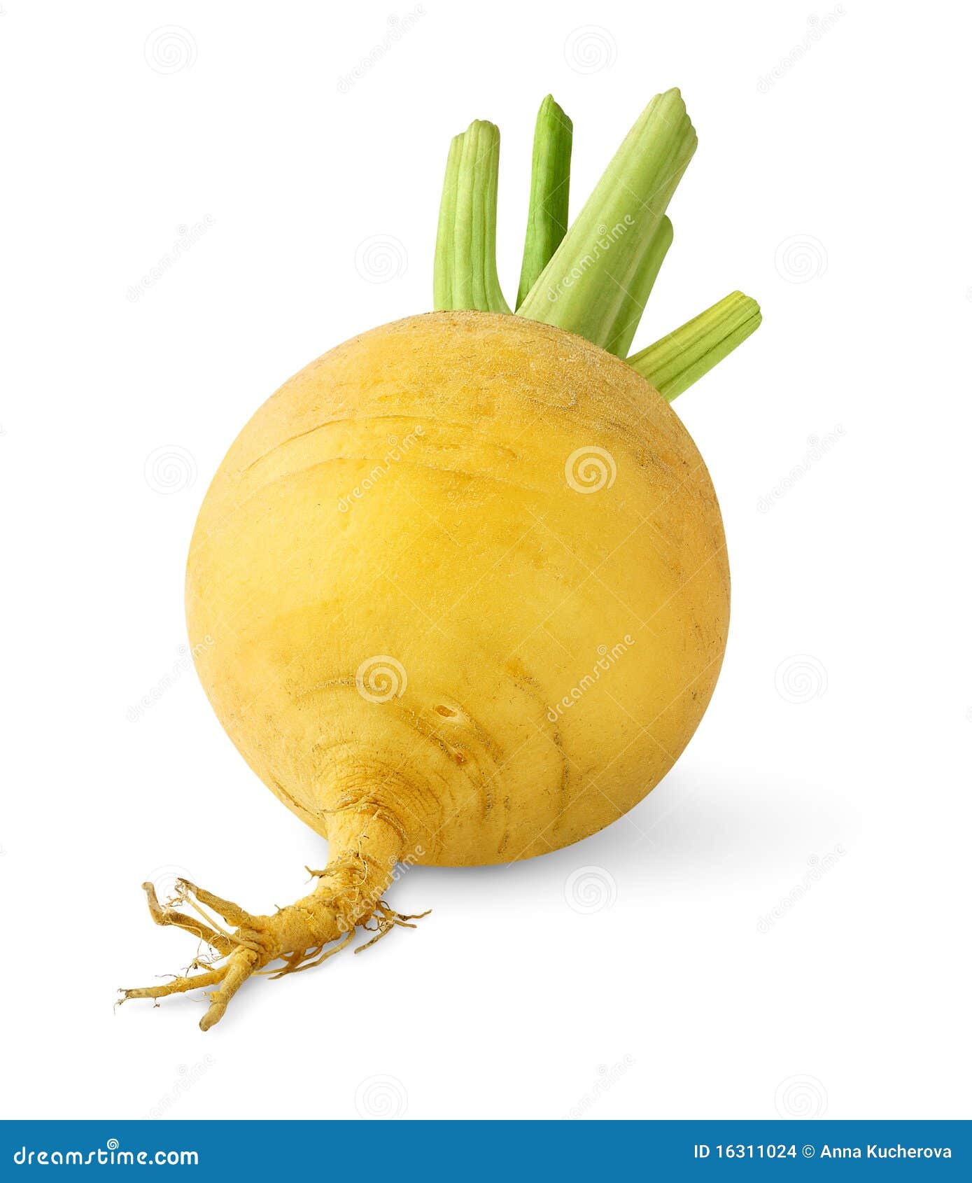 Isolated turnip stock photo. Image of isolated, cutout 16311024