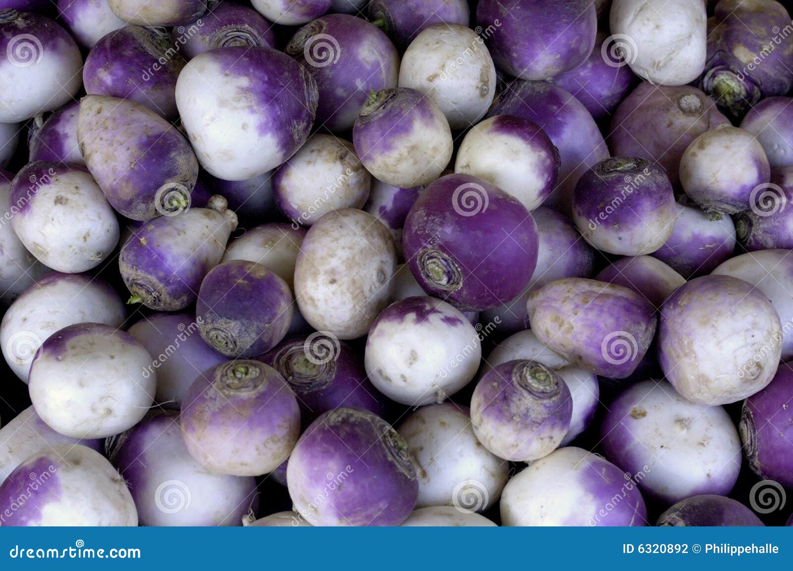 Turnip stock photo. Image of fruit, gourmet, eating, green 6320892