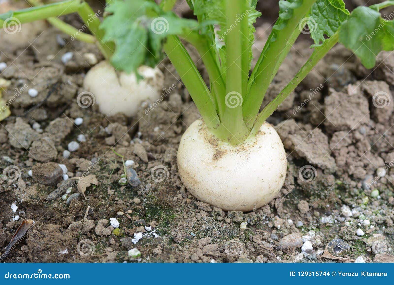 Turnip cultivation stock photo. Image of agriculture 129315744