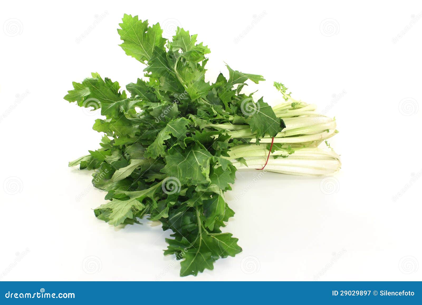 Turnip Greens, The Dark Leafy Edible Green Tops Of Turnips. Stock Photo