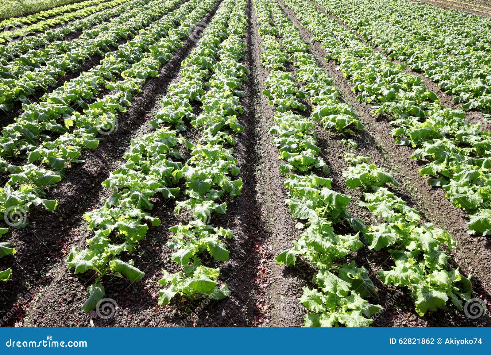 Turnip growing in rows stock photo. Image of harvest 62821862