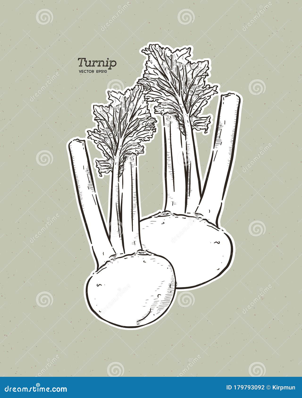 Turnip Sketch Clipart Black And White. Linear And Outline Vector
