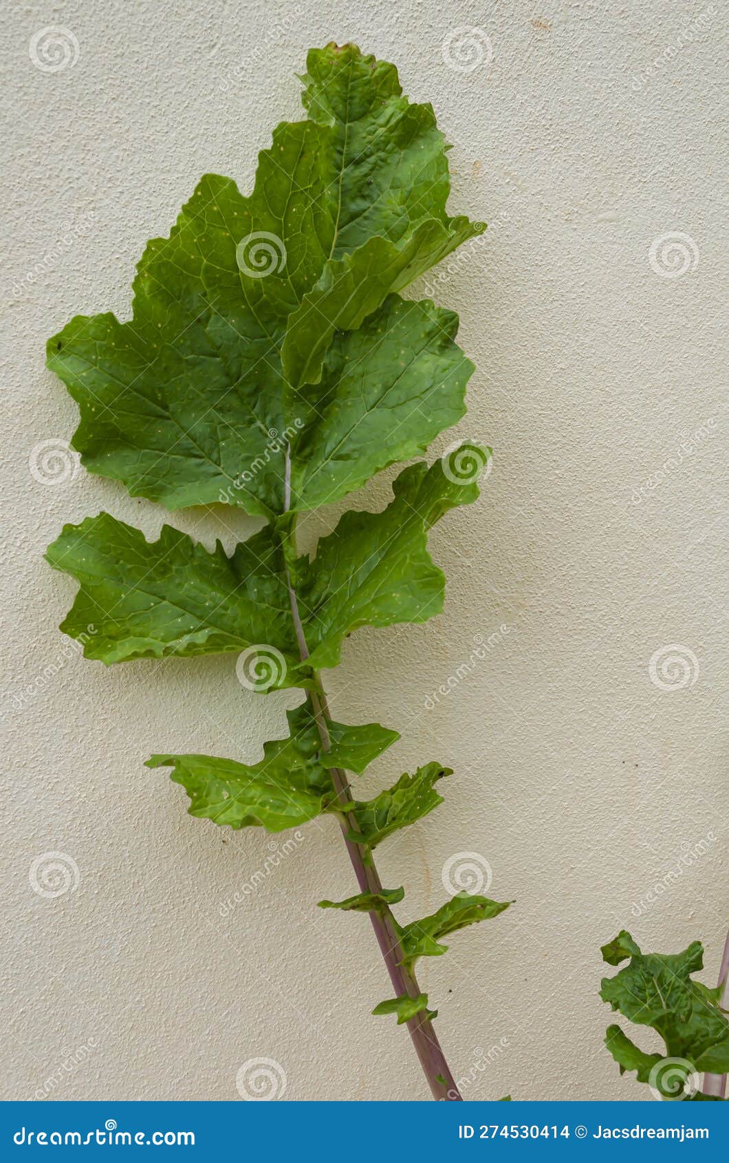 Turnip Leaf stock photo. Image of plantae, healthy, crop 274530414