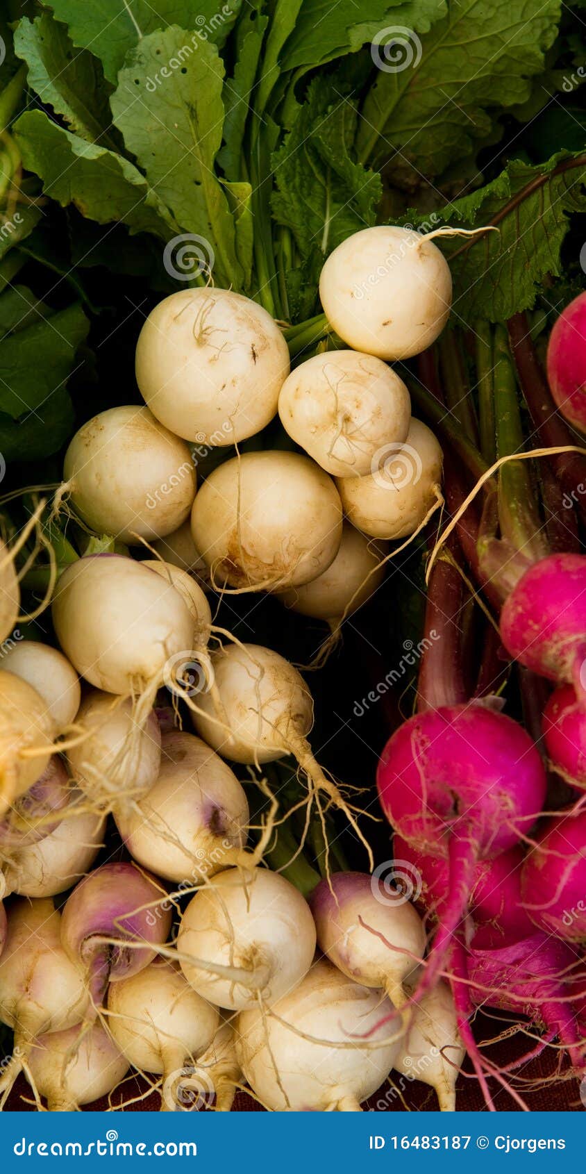 Turnip variety stock image. Image of food, diet, cooking 16483187